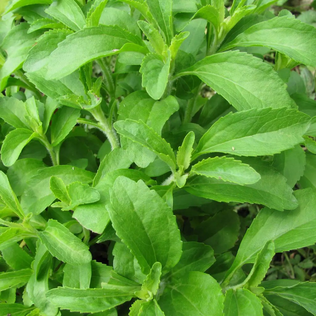 stevia information