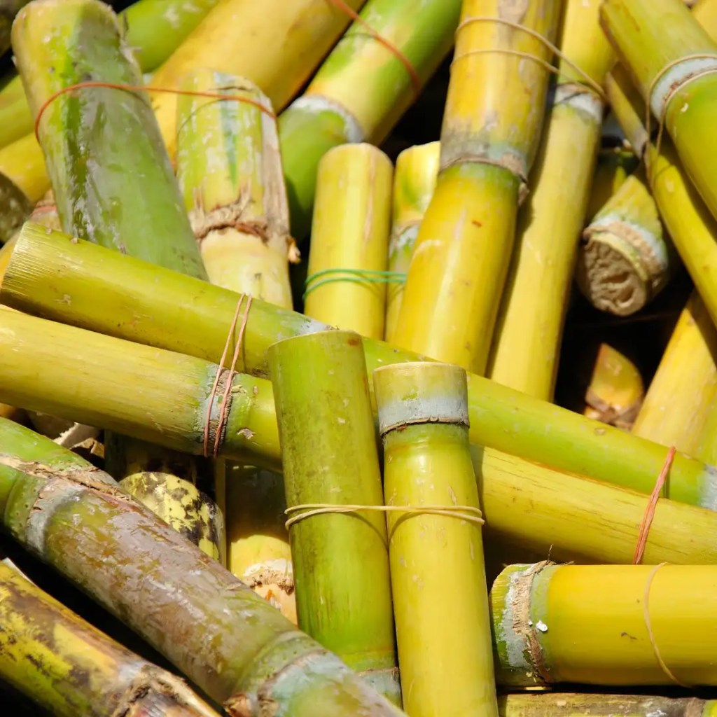 sugarcane shoot information