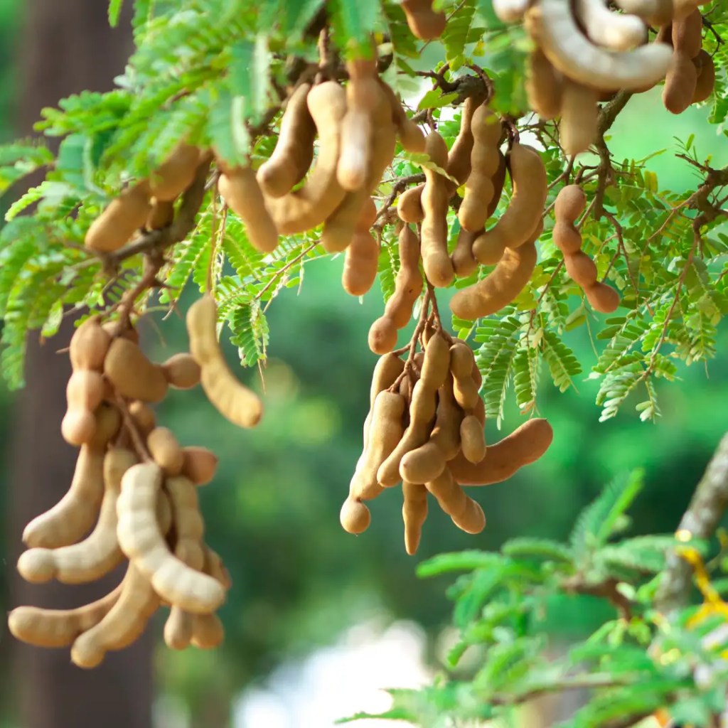 tamarind information