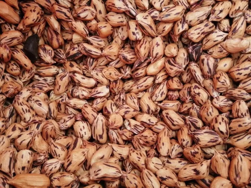 tiger peanut bean information