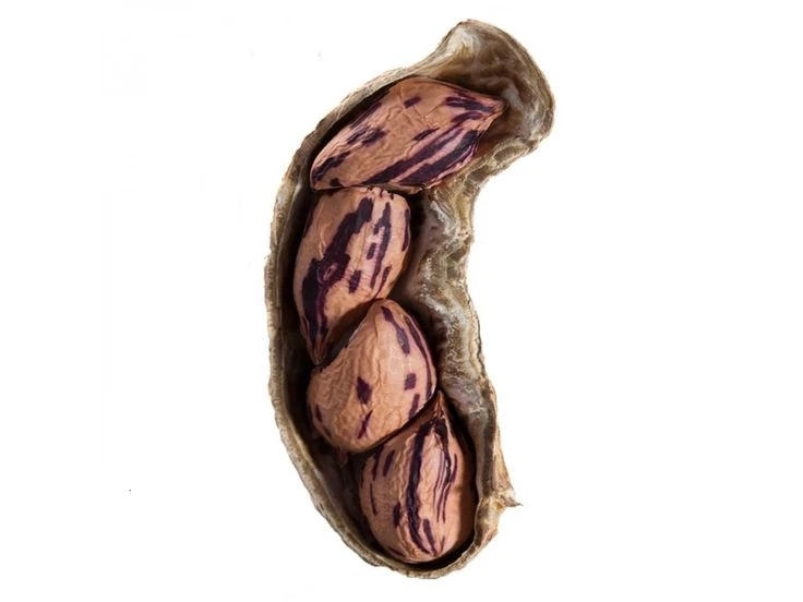 Tiger peanut bean