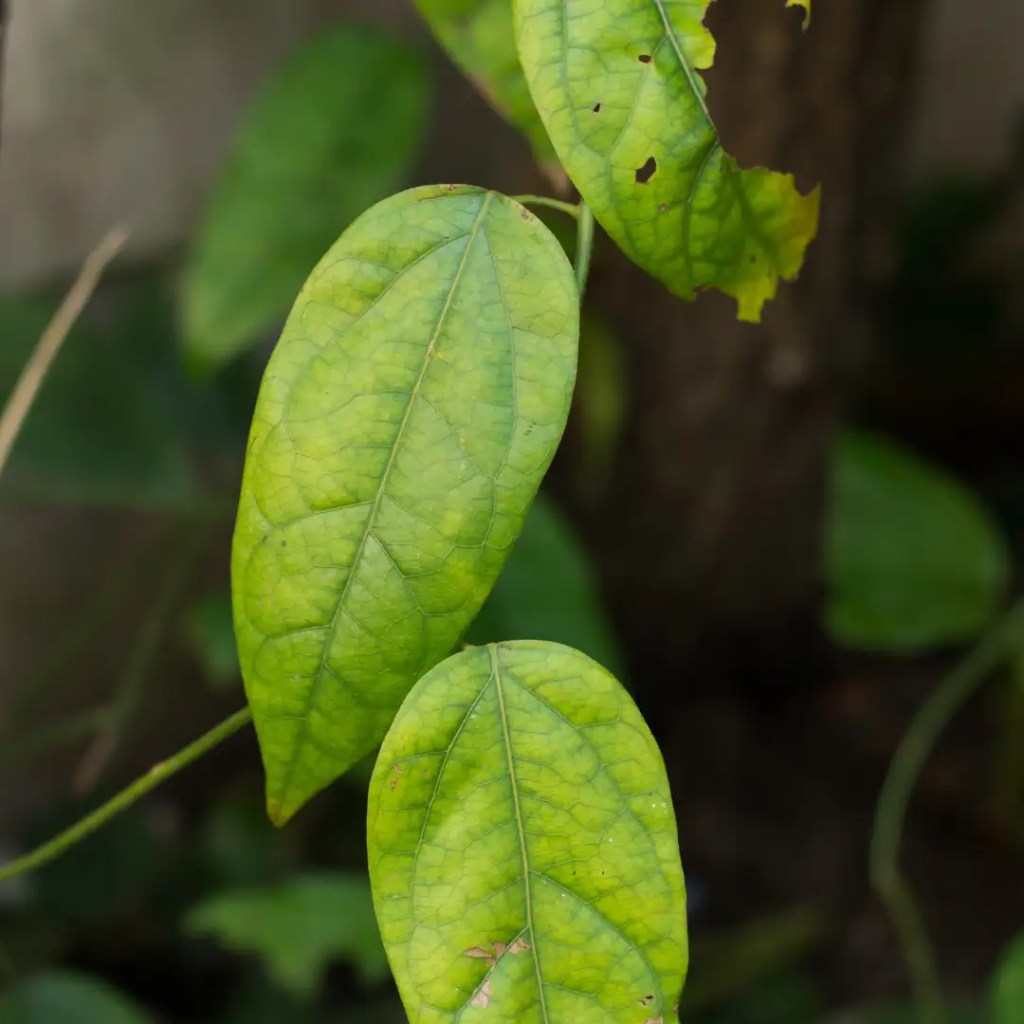 tiliacora triandra information