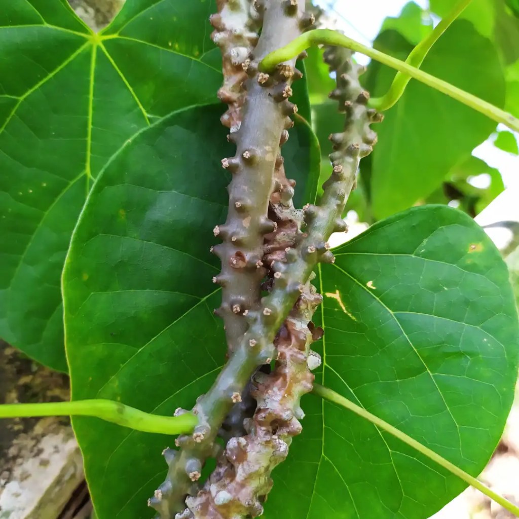 tinospora information