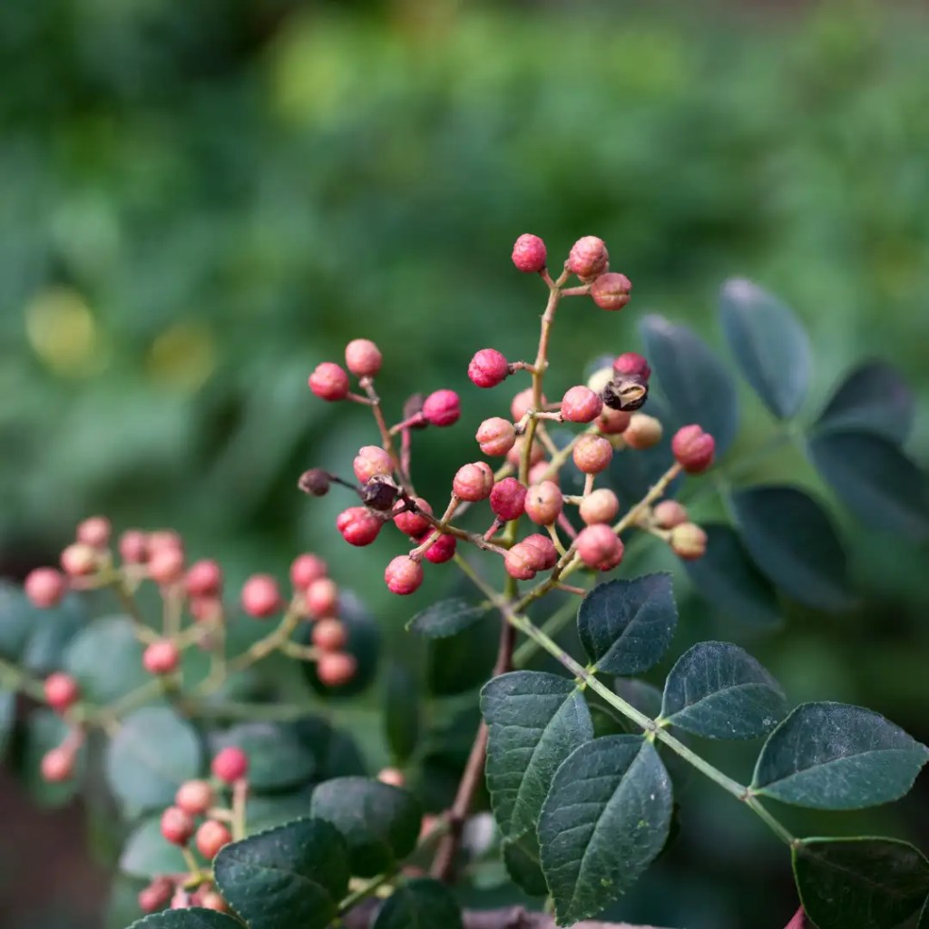 zanthoxylum information